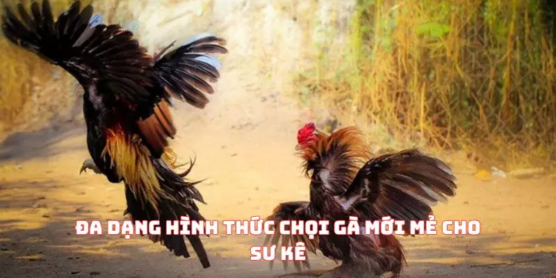 Đa dạng hình thức chọi gà mới mẻ cho sư kê