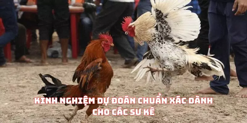 Kinh nghiệm dự đoán chuẩn xác dành cho các sư kê