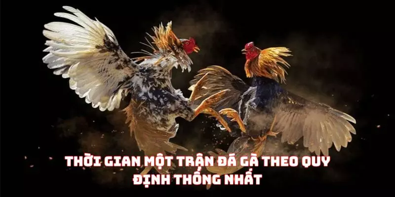 Thời gian một trận đá gà theo quy định thống nhất