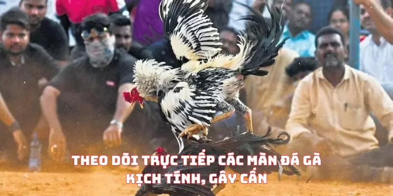 Theo dõi trực tiếp các màn đá gà kịch tính, gây cấn