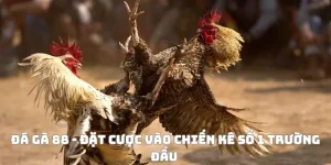 Đá Gà 88 FUN88