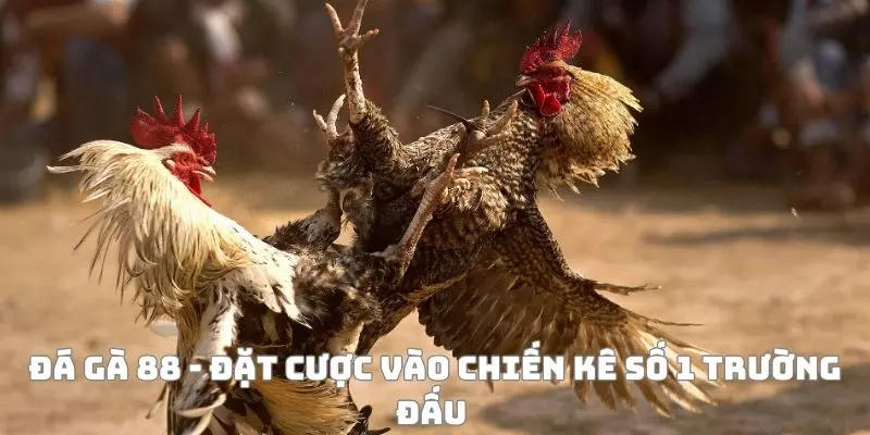 Đá Gà 88 FUN88