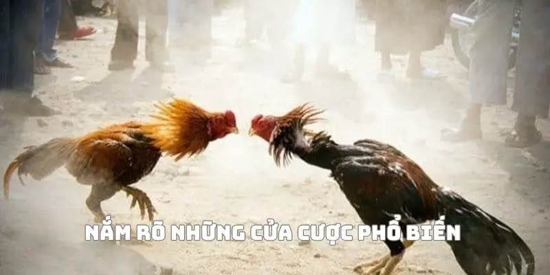 Nắm rõ những cửa cược phổ biến 