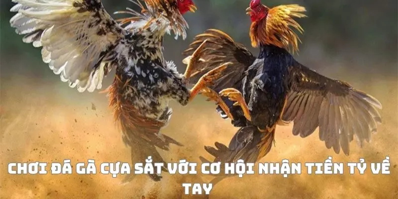 Chơi đá gà cựa sắt với cơ hội nhận tiền tỷ về tay 