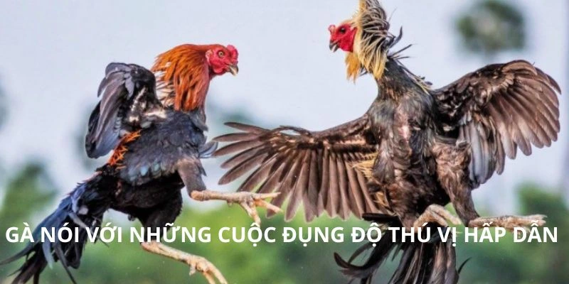 Gà nói với những cuộc đụng độ thú vị hấp dẫn 