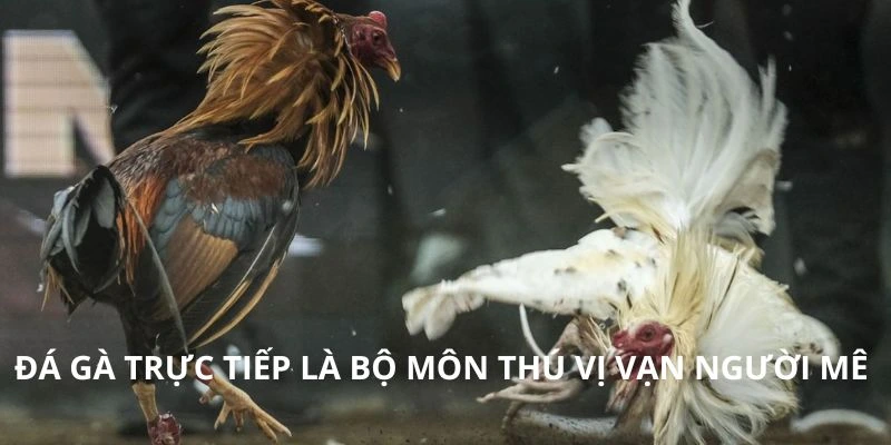Đá gà trực tiếp là bộ môn thú vị vạn người mê