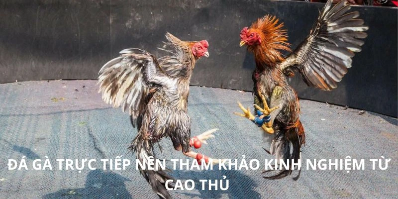 Đá gà trực tiếp nên tham khảo kinh nghiệm từ cao thủ 