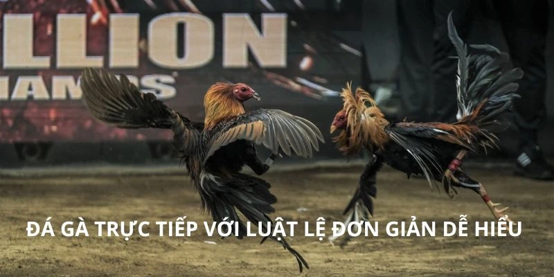 Đá gà trực tiếp với luật lệ đơn giản dễ hiểu 